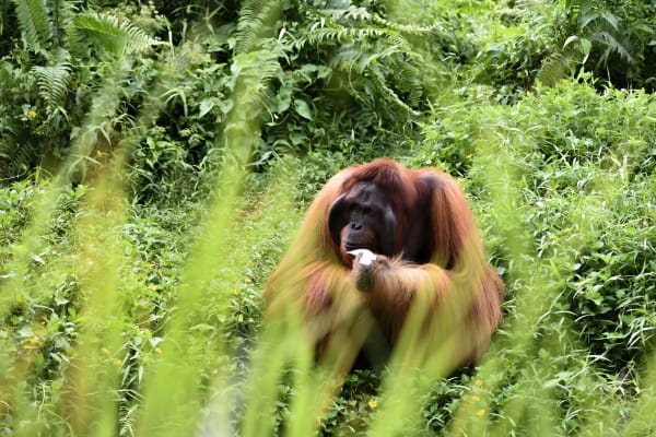 Borneo eSIM illustration