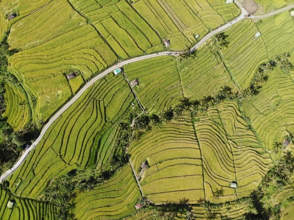 Jatiluwih Rice Fields eSIM illustration