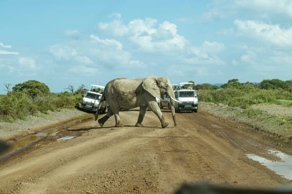Amboseli National Park eSIM illustration