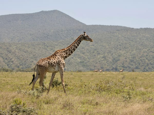 Hells Gate National Park eSIM illustration