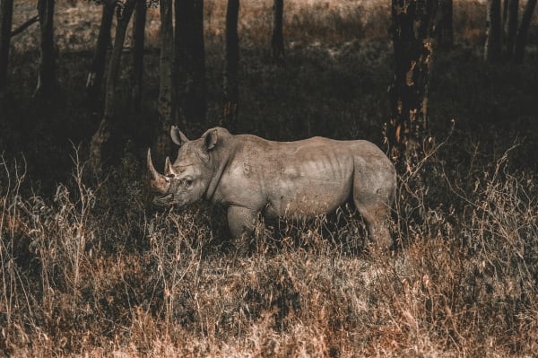 Lake Nakuru National Park eSIM illustration