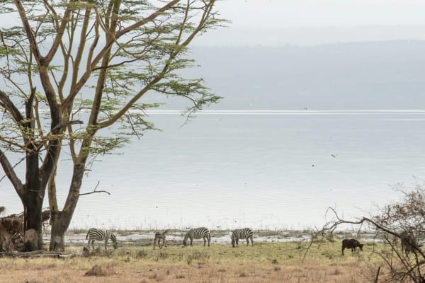 Lake Nakuru eSIM illustration