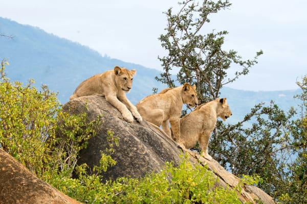 Tsavo East National Park eSIM illustration