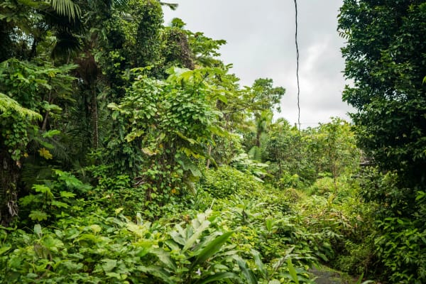 El Yunque National Forest eSIM illustration