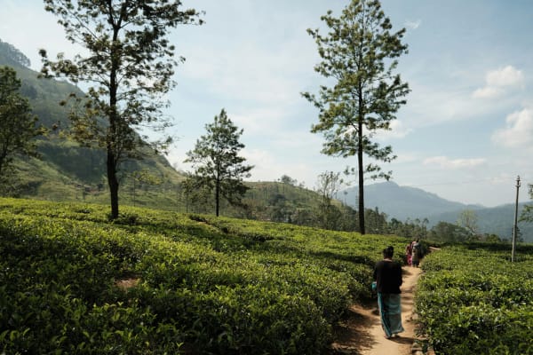 Nuwara Eliya eSIM illustration