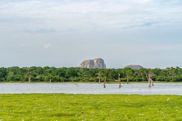 Yala National Park eSIM illustration