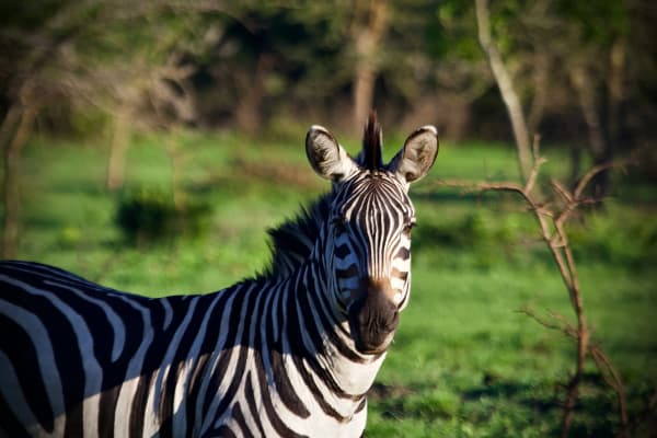 Lake Mburo National Park eSIM illustration