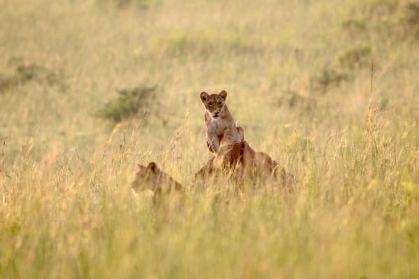 Murchison Falls National Park eSIM illustration