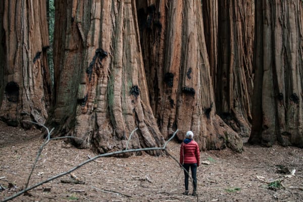 Sequoia National Park eSIM illustration