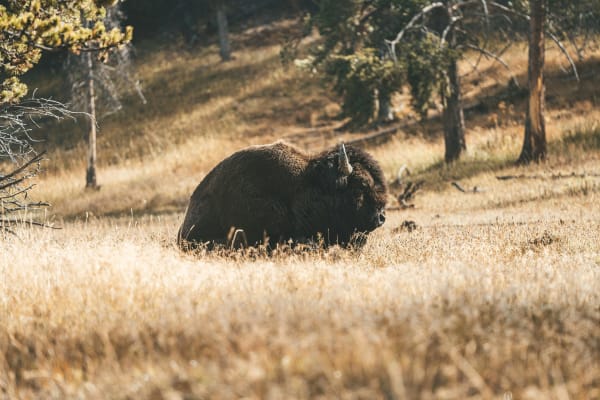 Yellowstone National Park eSIM illustration