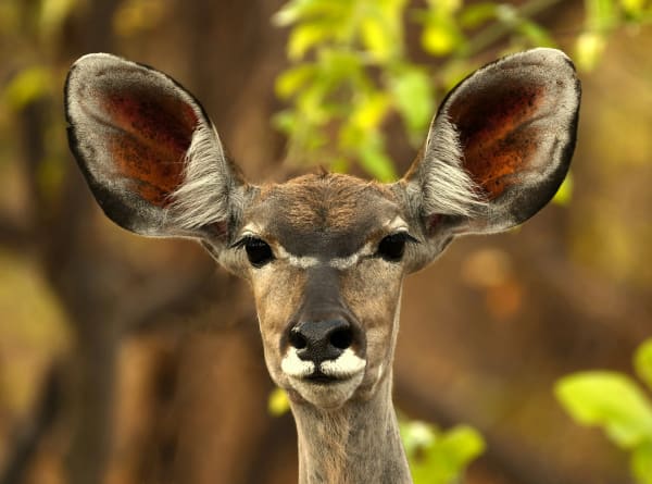 Kafue National Park eSIM illustration