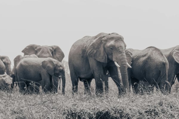 Lower Zambezi National Park eSIM illustration