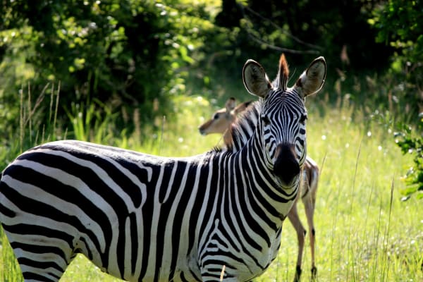 South Luangwa National Park eSIM illustration