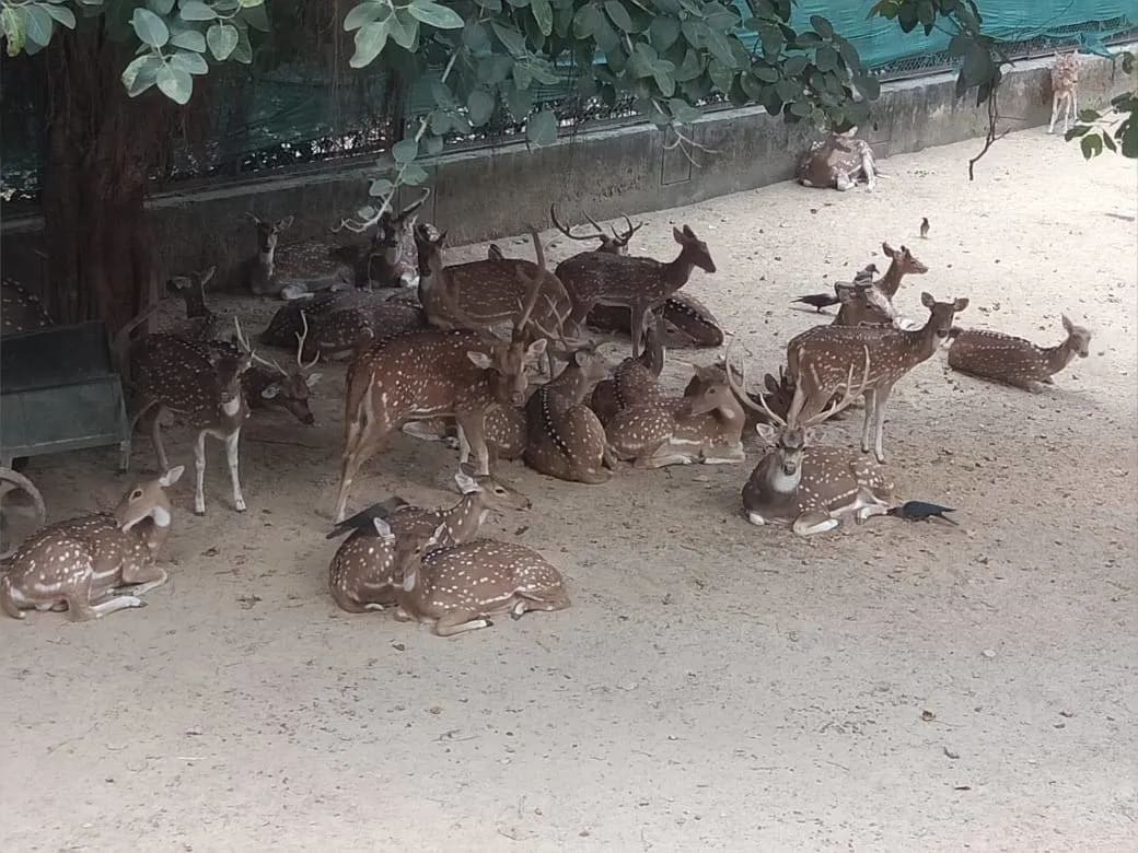 Deer Park Hauz Khas image 1