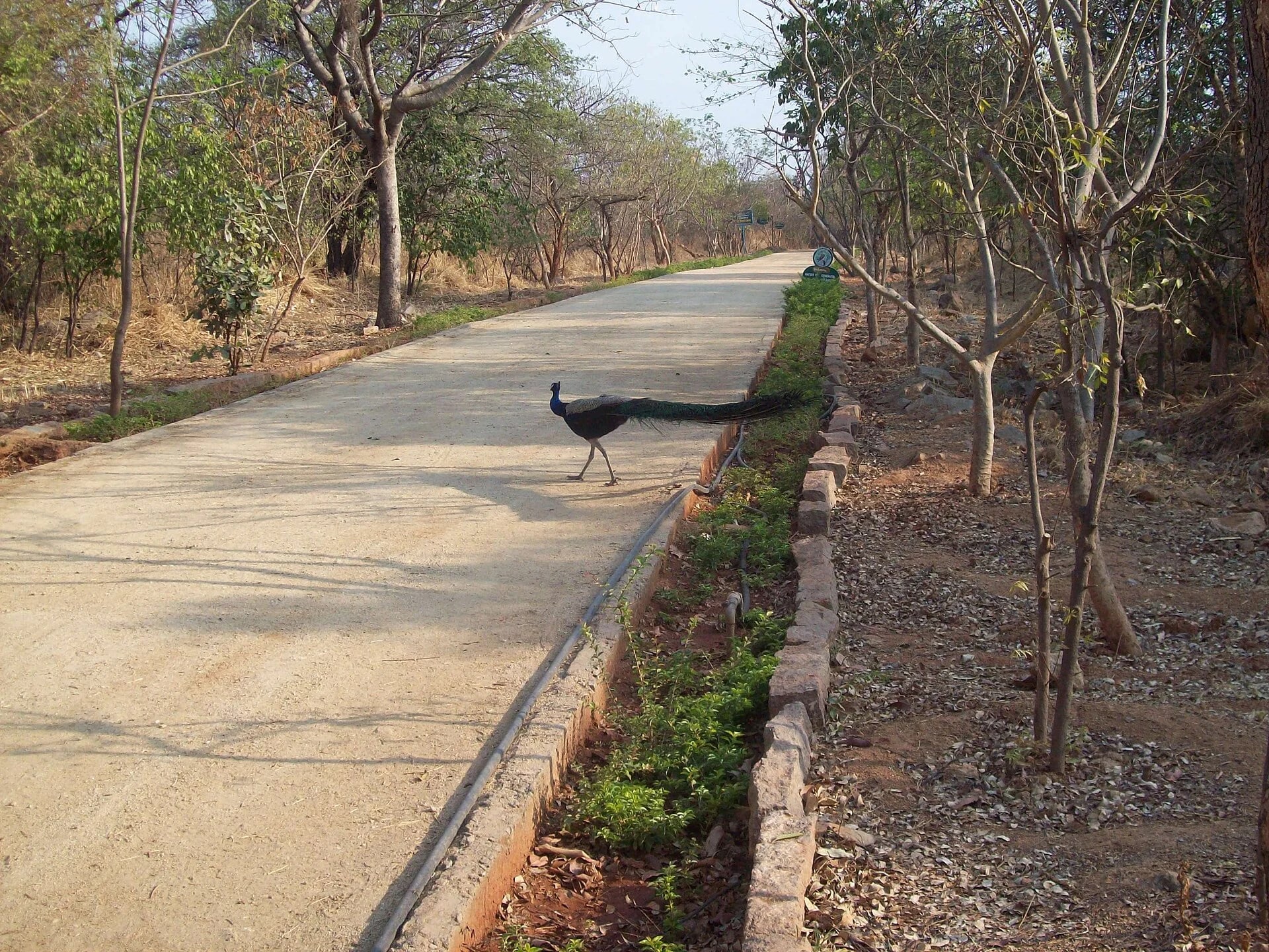 KBR Biodiversity Park image 1