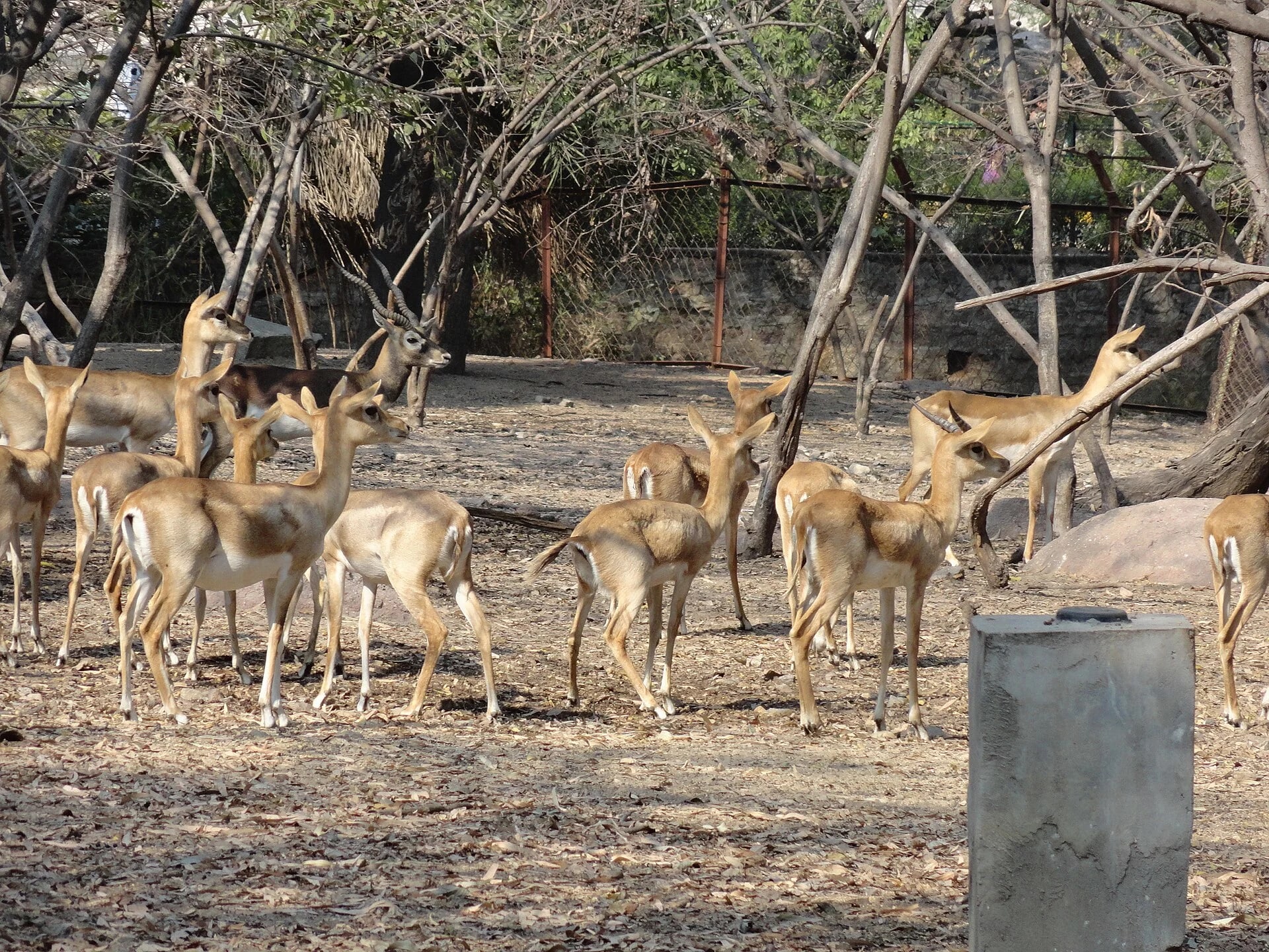 Nehru Zoological Park image 1