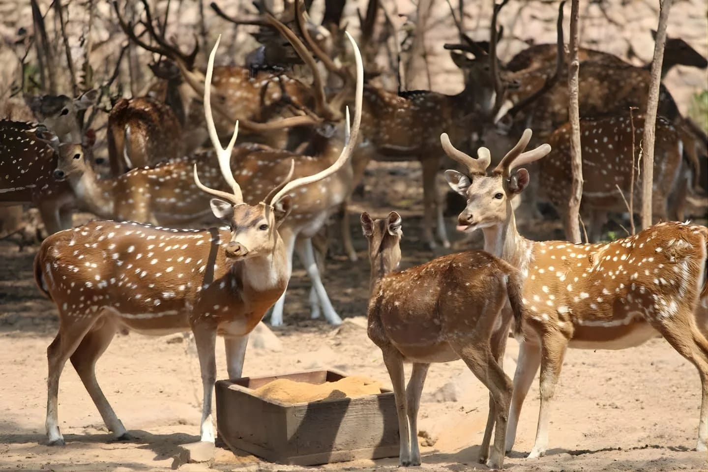 Shamirpet Deer Park image 1