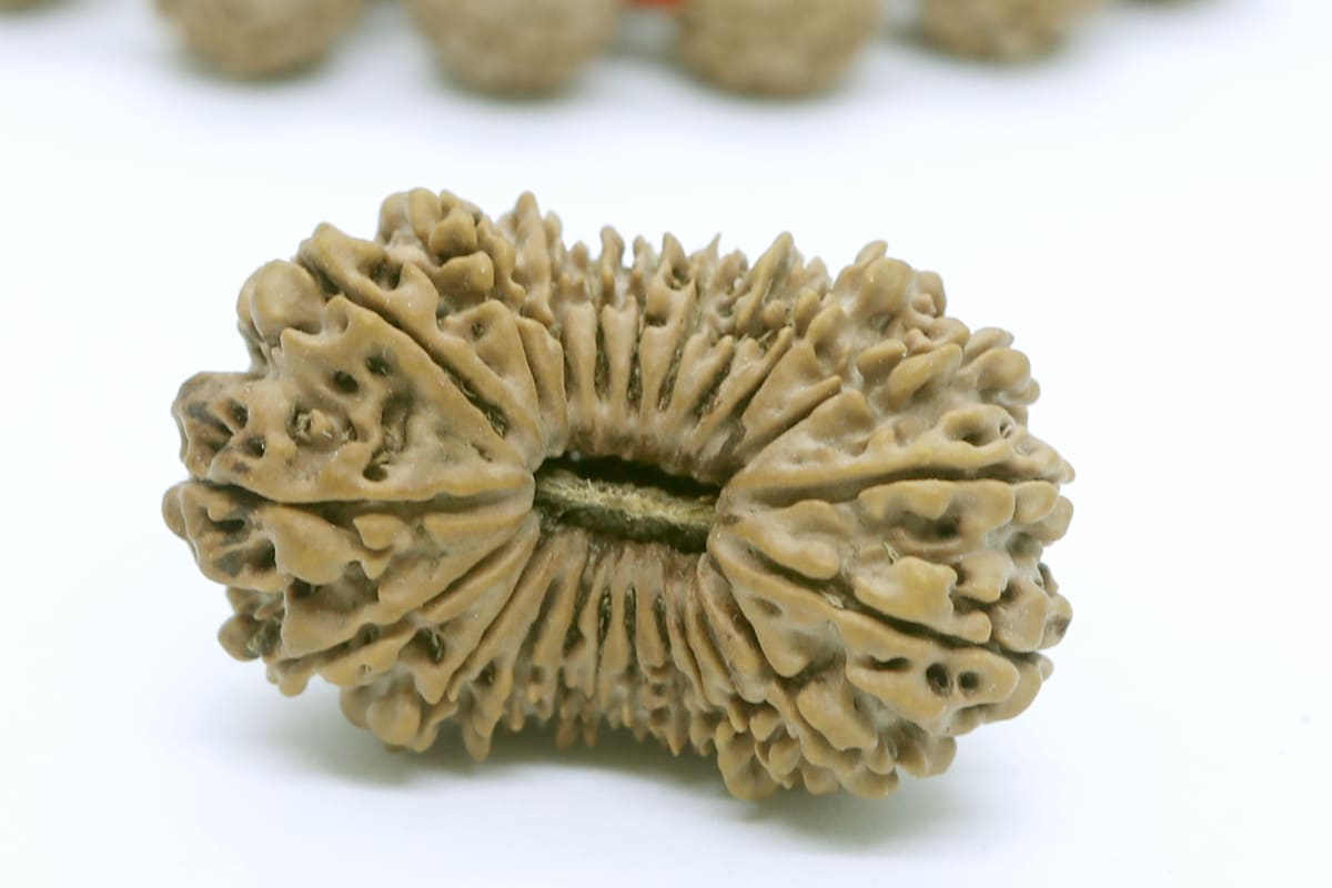 Rudraksha Beads