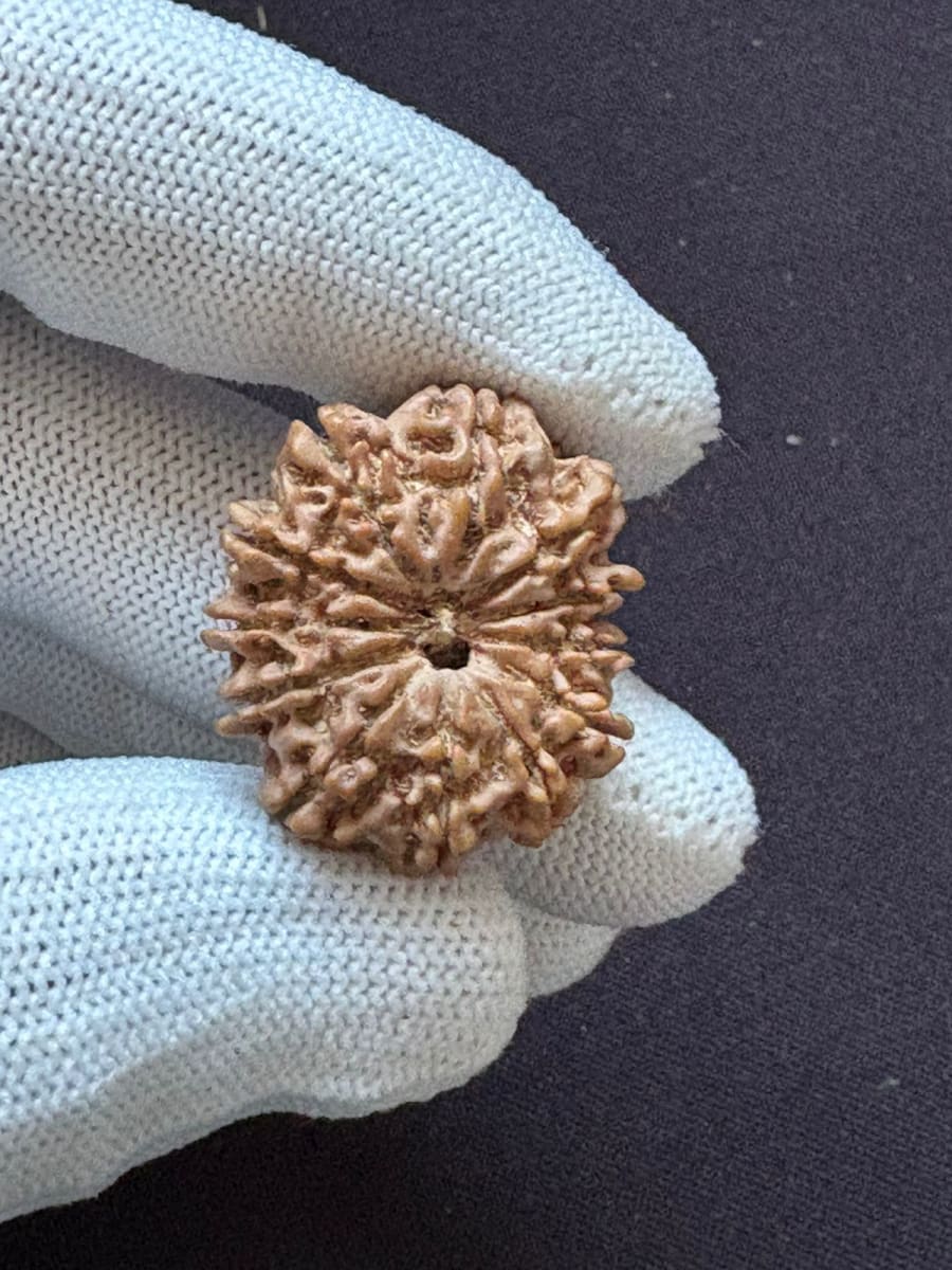 12 Mukhi