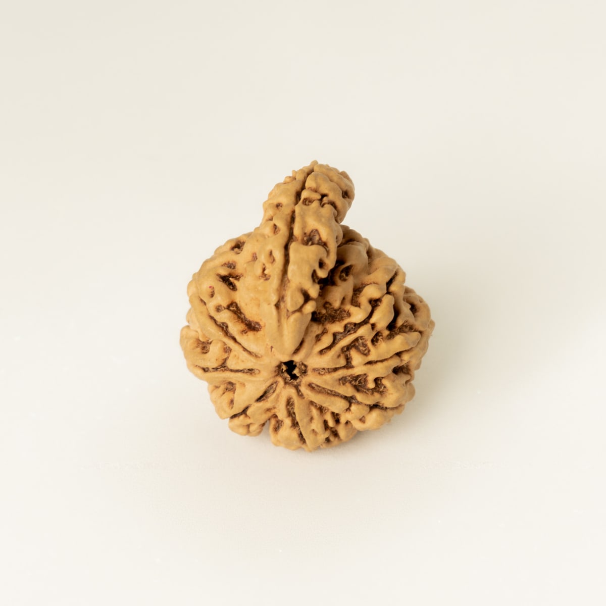 1 Mukhi Sawar Rudraksha
