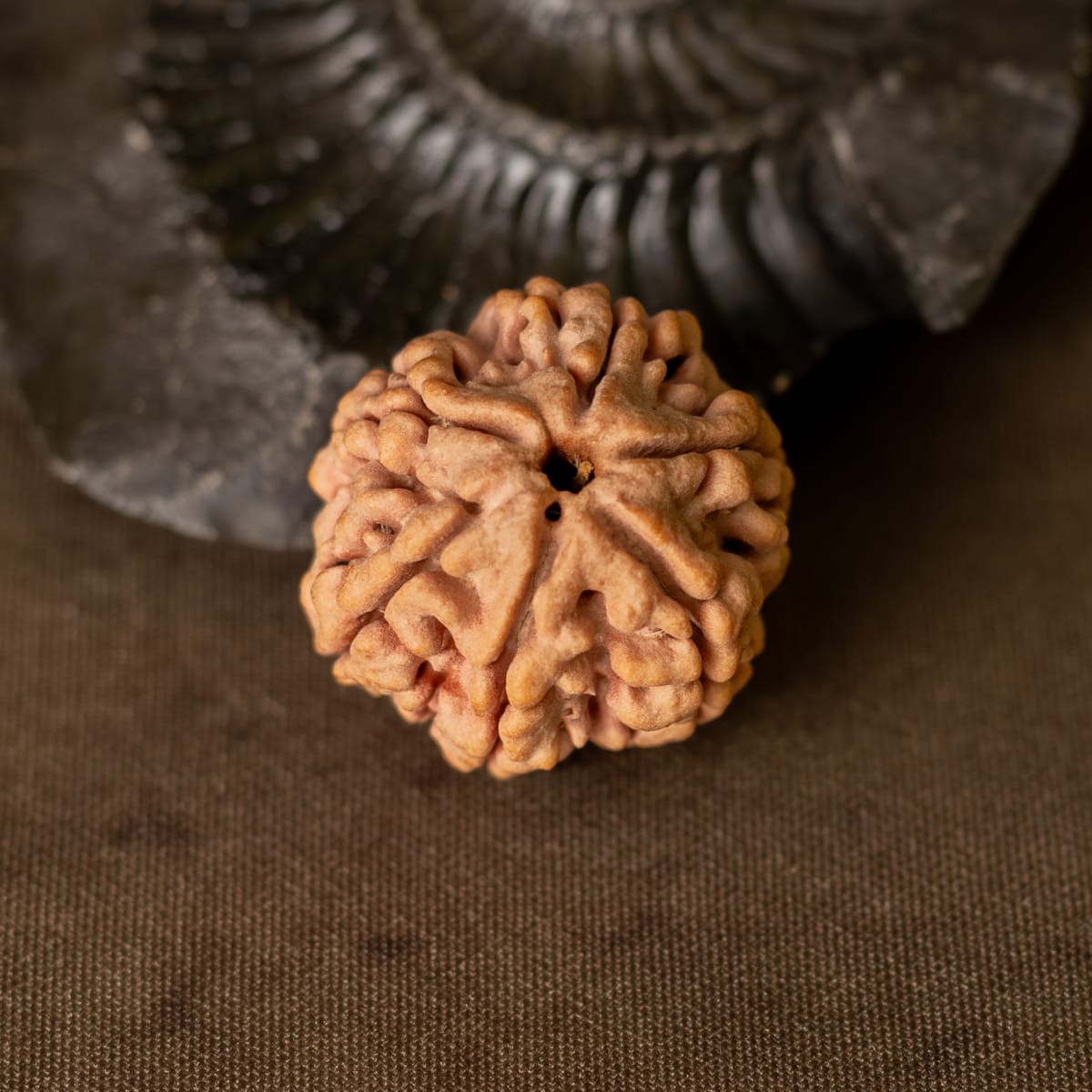 6 mukhi