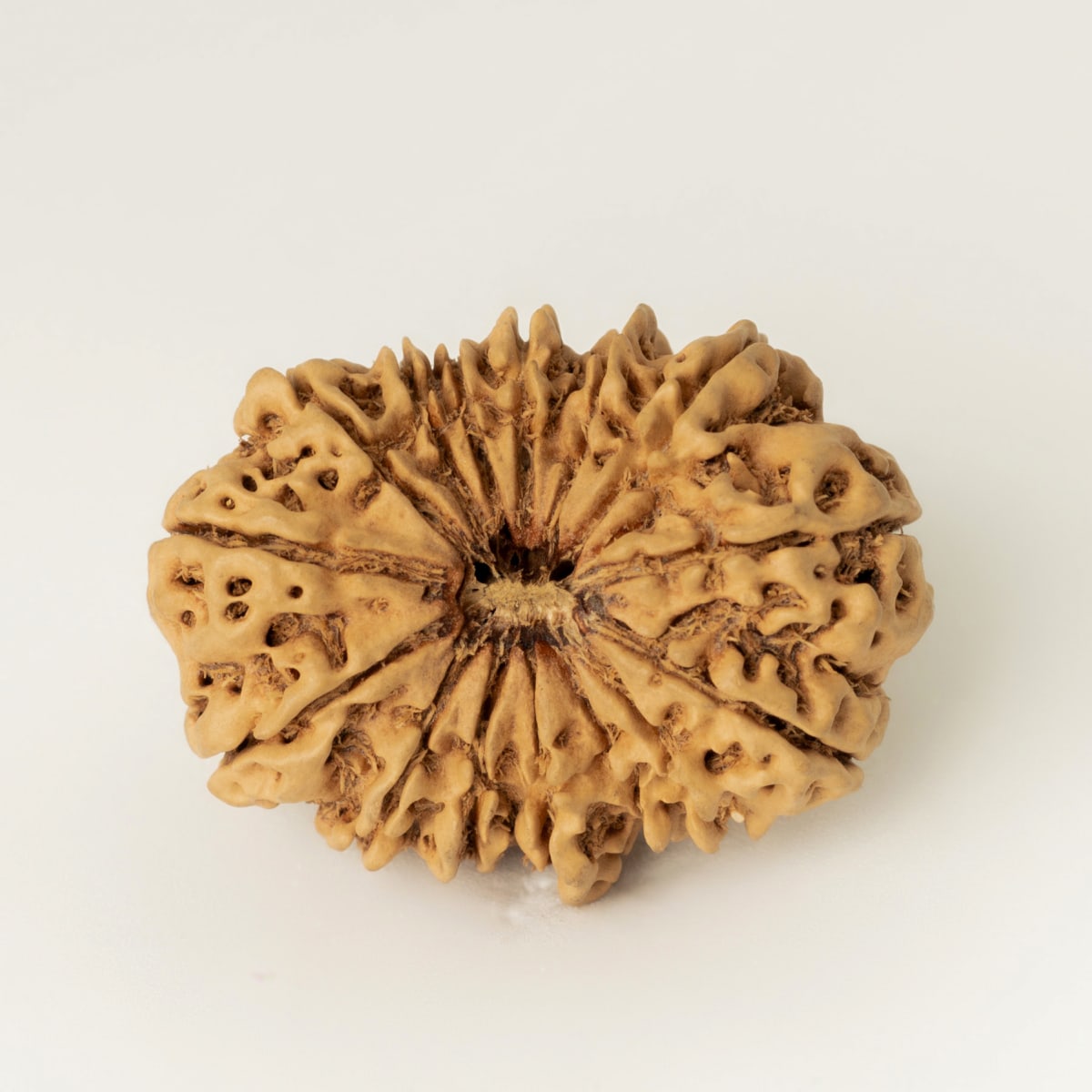 13 Mukhi