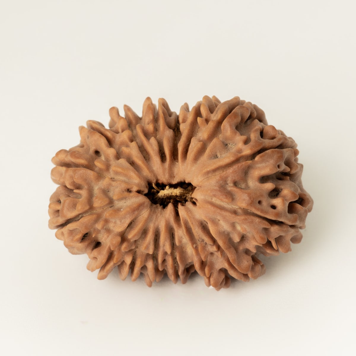 16 mukhi
