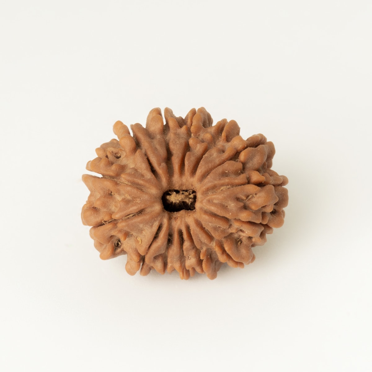 14 mukhi
