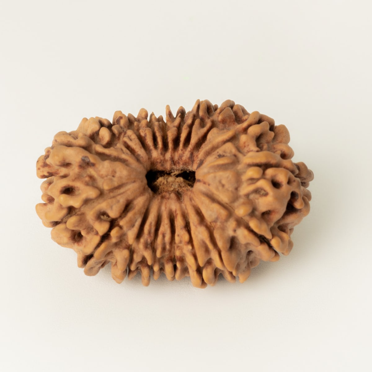 19 mukhi