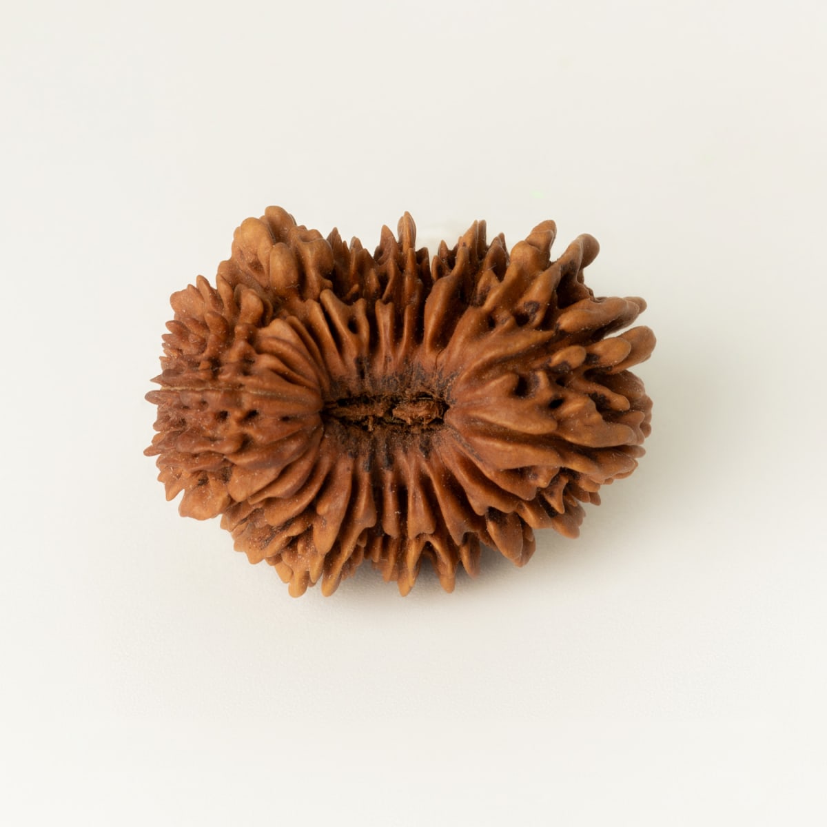 21 mukhi