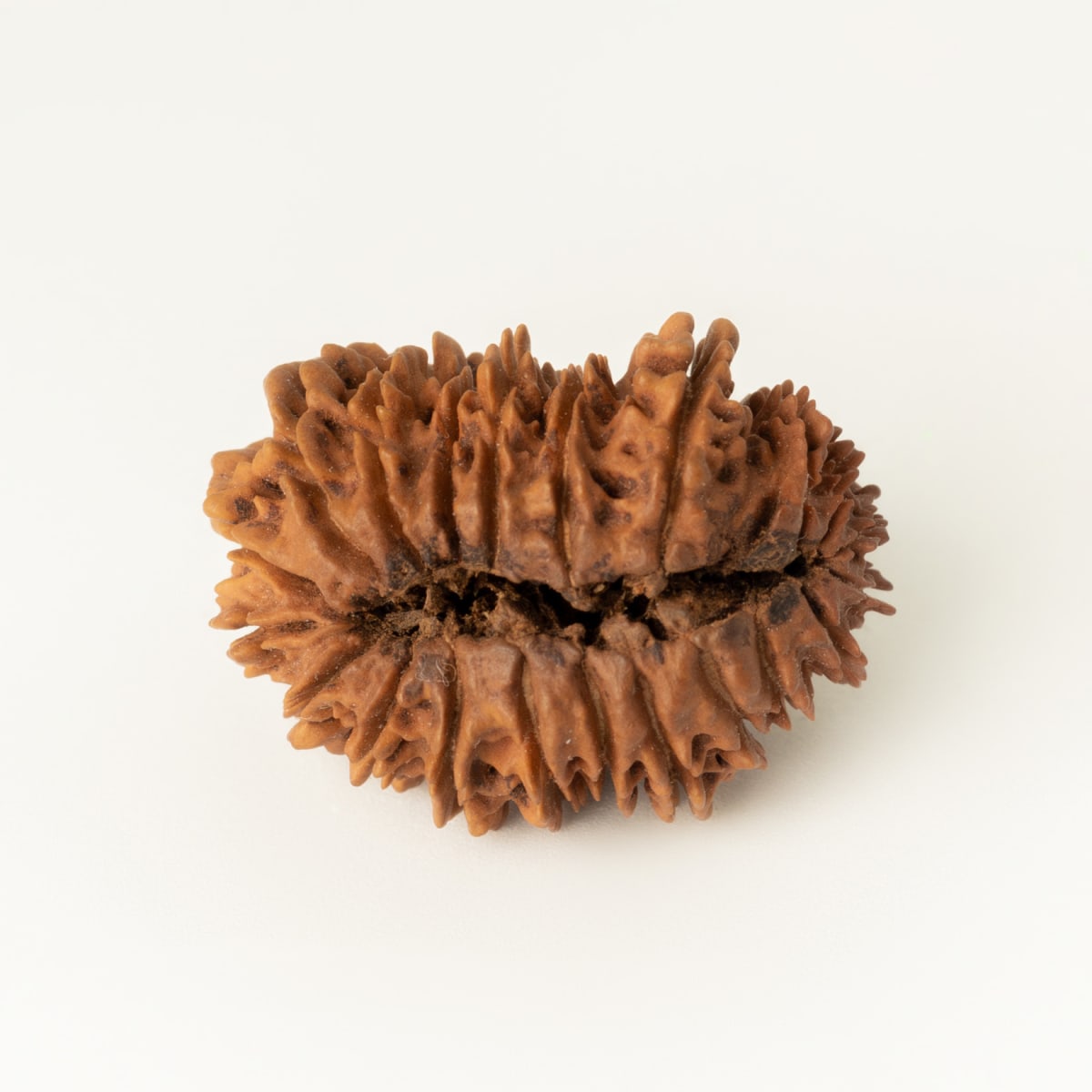 21 mukhi