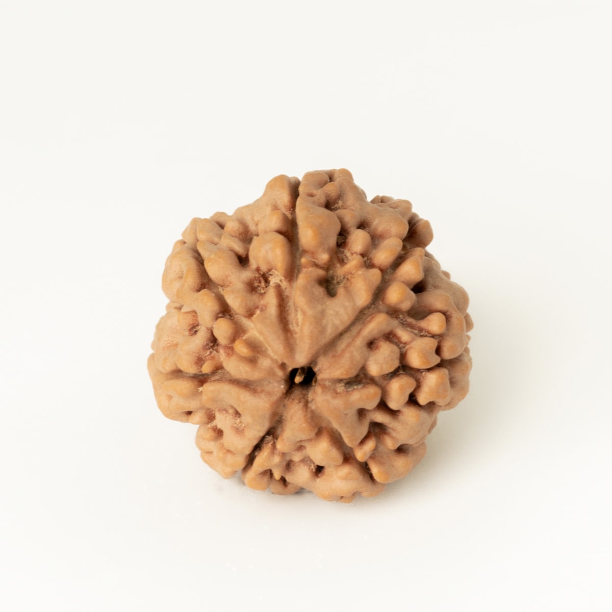 7 mukhi