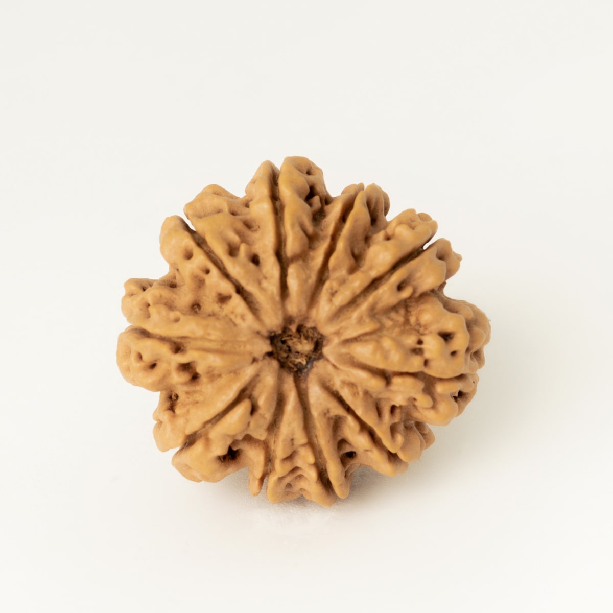 10 mukhi