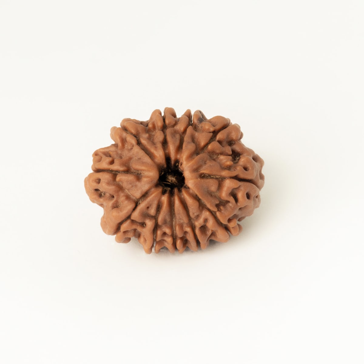 11 mukhi 