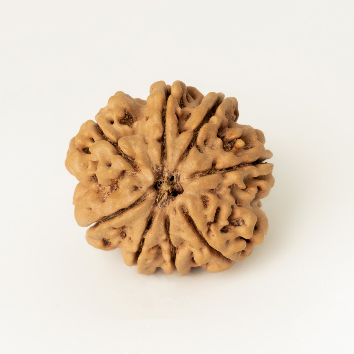 8 mukhi