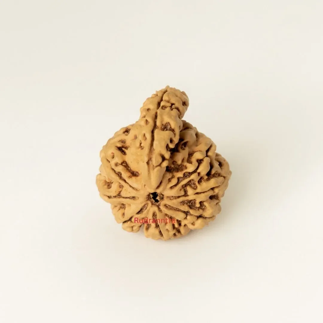 1 Mukhi Sawar Rudraksha