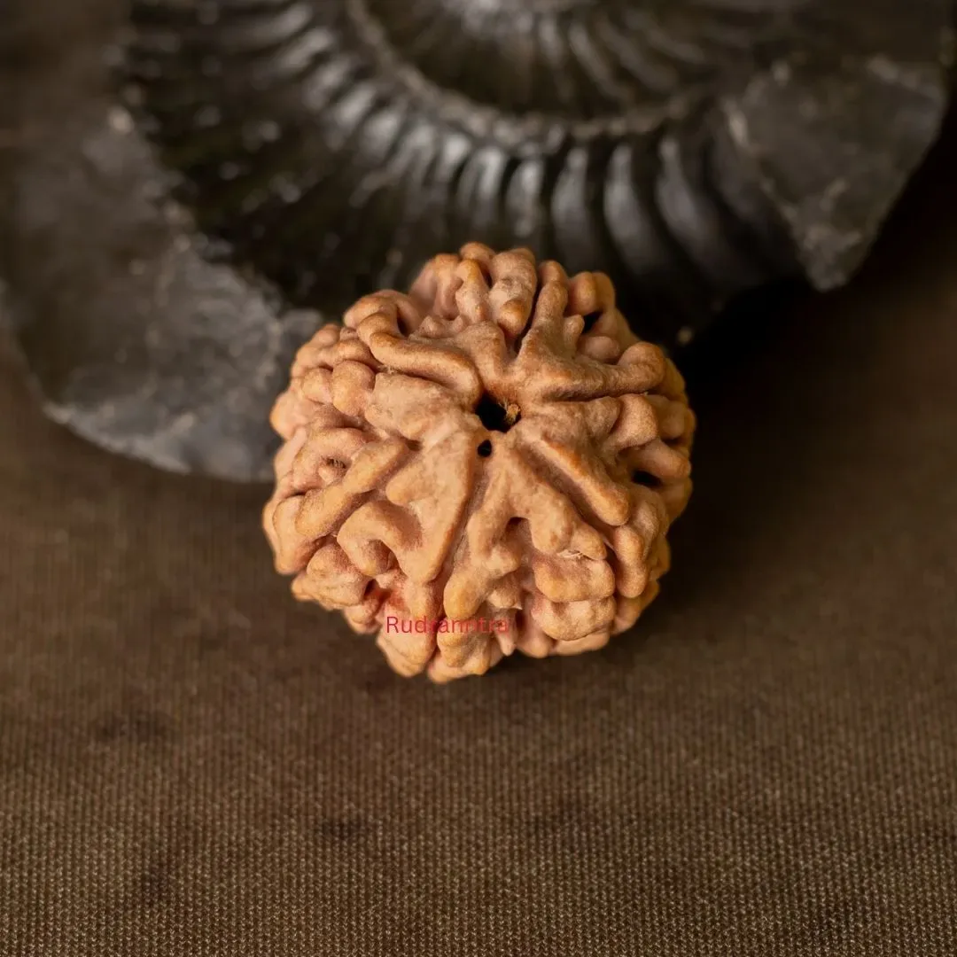 6 mukhi Rudraksha