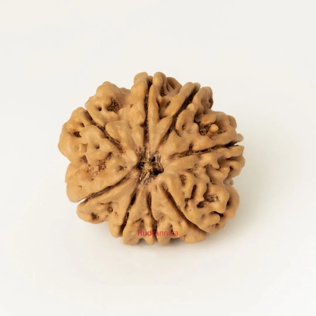 8 mukhi Rudraksha 
