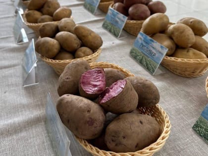Шесть подмосковных сортов картофеля вошли в топ-10 в России
