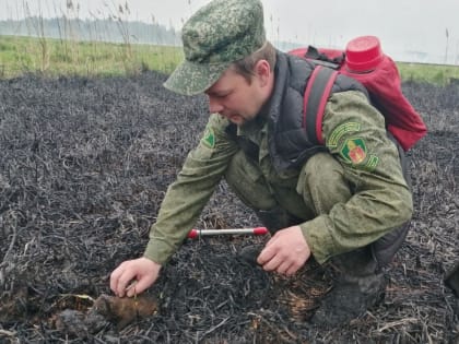 Трех лисят, чуть не погибших из-за пала травы, спасли подмосковные лесничие