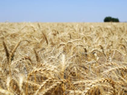 Генсек ООН предложил России продлить зерновую сделку до подключения SWIFT