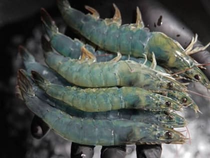 Инвестпроект по выращиванию океанских креветок планируют реализовать в Подмосковье