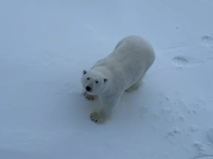 Глобальное изменение климата сыграло России на руку