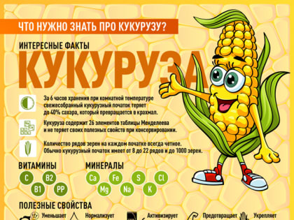 Полезные свойства кукурузы