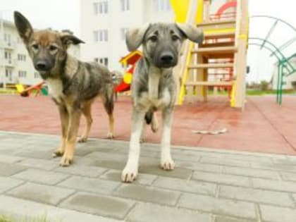 Жители Подмосковья положительно оценивают работу ОМСУ с животными без владельцев