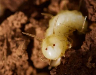 Alt-Una mosca con un falso rostro de termita se infiltra en un termitero