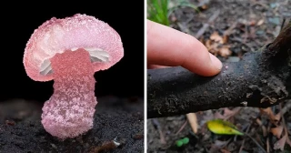 Alt-30 primeros planos muestran el fascinante mundo de los hongos [ITA]