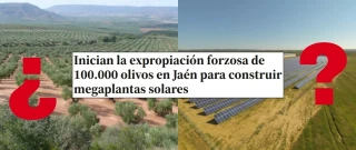 Alt-Qué sabemos sobre los supuestos 100.000 olivos expropiados en Jaén para nuevas plantas fotovoltaicas - Maldita.es
