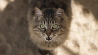 Alt-China presenta la primera patente de una IA capaz de traducir en palabras los sonidos de las mascotas