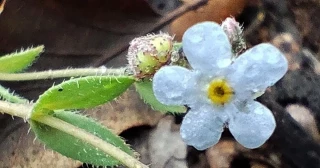 Alt-Descubren en Sevilla la “nomevés” una planta que se creía extinta hace más de 40 años